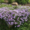 Blue Lavender Creeping Phlox Plants, Starter Phlox Live Plant, Well Rooted, Creeping Perennial Ground Cover, 2 to 4 Inc Tall