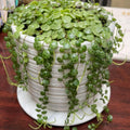 String of Turtles Live Plant, Live String of Turtles Plant, Succulents Plant Live String of Turtles, Live Plant Indoor String of Turtles, Vine Plant for Houseplant (4 Inch Potted)