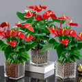 Anthurium Flower Live Plant, House Plant Live, Red Anthurium Plant Live, 5 to 7 Inches Tall