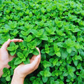 3 Spearmint Plants Live, Mint Herb Plants, 4 to 6 Inc Tall, Fragrant Perennial Plants for Gardening Outdoor, No Pot