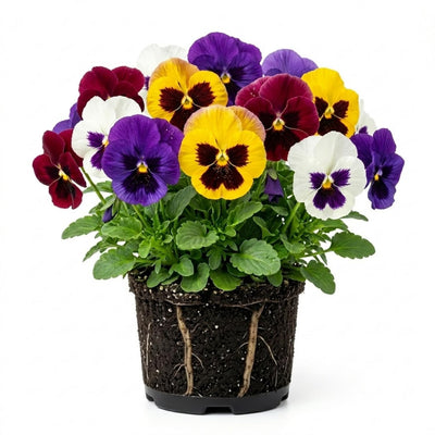 Pansy Assorted Flowers Live Plant, Vibrant Mixed Colors, 4 Inches Pot, Hardy Cool Season Outdoor Bloom for Spring and Fall Landscaping