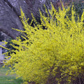 Lynwood Gold Forsythia Plant Live in 4'' Pot, Yellow Forsythia Bush Live Plant for Outdoor Planting, Fragrant Forsythia Shrub, Ready to Grow, 4-6 Inch Tall