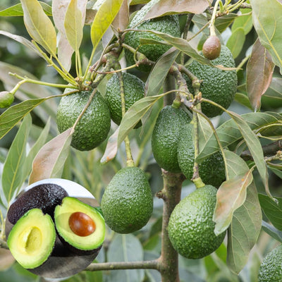 HASS Avocado Plant Live 6-10” Tall, Avocado Seedling Well-Rooted, Tropical Plant for Growing