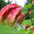 2 Shrimp Live Plants, Red Shrimp Plants Live, Justica Brandegeana Plant from 3 to 5 Inches Tall Seedling Starter Plants, Red Flower