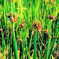 3 Fresh Walking Onion Plant Live for Planting Outdoors, Ready to Plant, 1 Year Old, Well Rooted, Walking Onions Plants