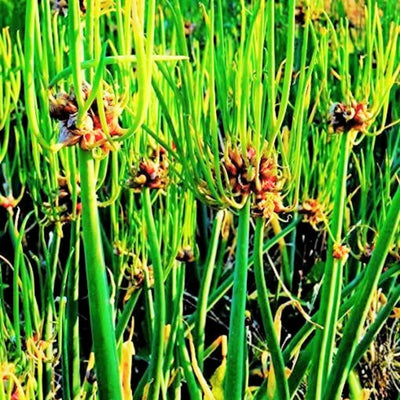 3 Fresh Walking Onion Plant Live for Planting Outdoors, Ready to Plant, 1 Year Old, Well Rooted, Walking Onions Plants