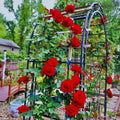 Climbing Roses Live Plant, Climbing Rose Plant Live, 5 to 7'' Tall, Fragrant Flower Bush Plants for Gardening (Don Juan)