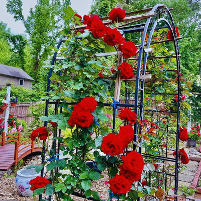Climbing Roses Live Plant, Climbing Rose Plant Live, 5 to 7'' Tall, Fragrant Flower Bush Plants for Gardening (Don Juan)