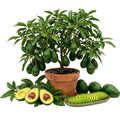 Dwarf Avocado Tree Live Plant, Outdoor Garden Tree, 6-12 Inch Tall
