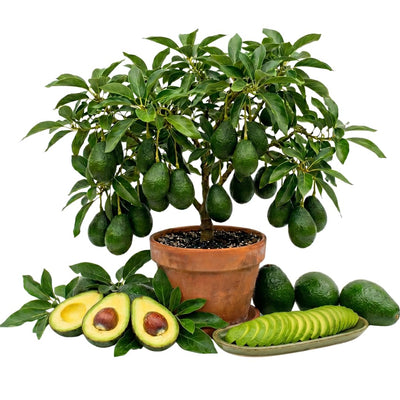Dwarf Avocado Tree Live Plant, Outdoor Garden Tree, 6-12 Inch Tall