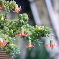 Cotyledon Pendens Succulent Live Plant in 2 Inch Pot, Trailing Succulent Plant Live Houseplant Home Garden, Ornamental Succulent Live Plant