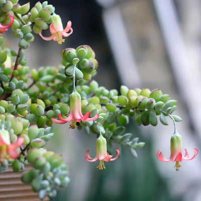 Cotyledon Pendens Succulent Live Plant in 2 Inch Pot, Trailing Succulent Plant Live Houseplant Home Garden, Ornamental Succulent Live Plant
