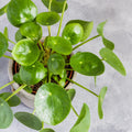 2 Pilea Peperomioides Plants Indoor Live, Pilea Peperomioides Plants No Pot Live Indoor Houseplants