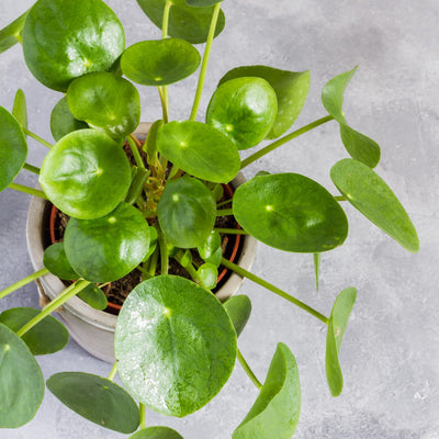 2 Pilea Peperomioides Plants Indoor Live, Pilea Peperomioides Plants No Pot Live Indoor Houseplants