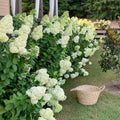Hydrangea Plant Live for Planting, 7-12" Tall, Hydrangea Tree Live Plant in Pot, Hydrangea Flowers (Lime Hydrangea)