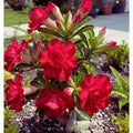 2 Mix Desert Rose Plant Live, Assorted Adenium Desert Rose Flowers, Perennial Flowers Succulent Plant, Vibrant Colorful Bloom, 4 to 7 Inch Tall, Well Rooted