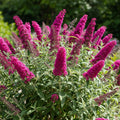 Potted Butterfly Bush Live Plant, 5-9" in Tall, Cold Hardy, Spring Outdoor PlantingBlooms Summer to Fall, Dormant in Winter (Dark Red Buddleia Plant)