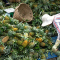 02 Pineapple Plants Live for Outdoor Full Sun Spring Planting, Cold Hardy Fruit Tree Starter from 4-6" in Tall, No Pot (Early Growing Pineapple)