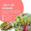 Red Rhubarb Plant for Planting, Rhubarb Root Plant, Cold Hardy Perennial Vegetable, Bare Root, 4-6 Inc, Indoor Outdoor Growing