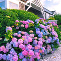 Blue-Pink to Purple Hydrangea Bush Plant Tree Live Shrub in Pot, Starter Plant 4 to 9 Inches, Hydrangea Tree, Dormant, Change Color Blooms
