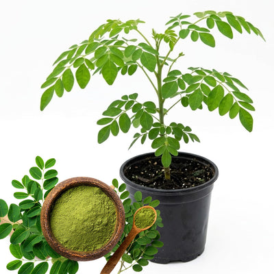 Moringa Tree Plant, 5 to 7 Inc, Moringa Oleifera Plant for Garden, 4 Inc Pot, Growing Outdoor Well Rooted
