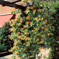 Honeysuckle Plant Live for Planting, Lonicera Honeysuckle Vine, Very Hardy, in 2.5 Inc Pot, Fragrant Red Orange Bloom