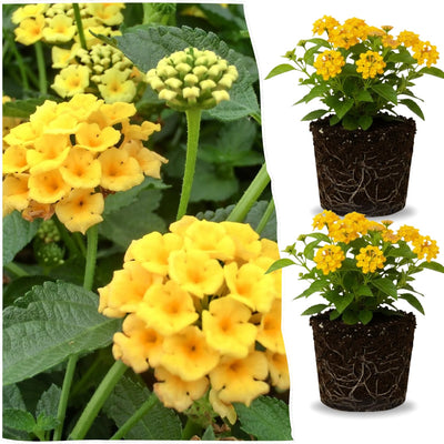 2 Full Yellow Lantana Plants Live Trees, Ready to Bloom, Hardy Long Blooming Seasons, Vibrant Colorful Perennial Fragrant, 5-10" in Tall, Full Sun Growing