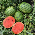 3-5 Inch Tall Sweet Red Watermelon Live Plant