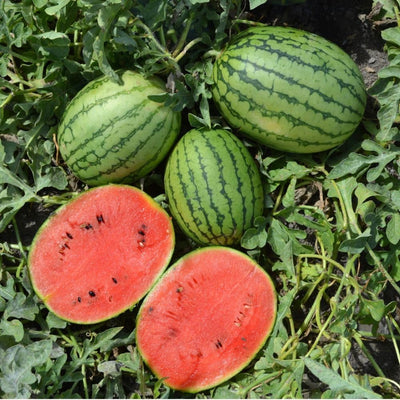 3-5 Inch Tall Sweet Red Watermelon Live Plant