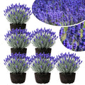 4 Lavender Plants Live Starter Plants Plugs 1-3" in Tall, Hardy Perennial Lavender for Garden and Landscape with Fragrant Purple Blooms, No Pot (Deep Blue)