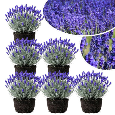 4 Lavender Plants Live Starter Plants Plugs 1-3" in Tall, Hardy Perennial Lavender for Garden and Landscape with Fragrant Purple Blooms, No Pot (Deep Blue)