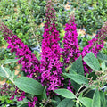Pink Butterfly Bush Live Plant Shrub, Buddleia Bush Well Rooted, 5 to 10 Inc Tall