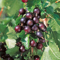 1 Black Velvet Gooseberry Plant Live, Black Gooseberry Bush Live Plant for Planting Your Garden, Gooseberry Shrub Starter Plant 5-9 Inc Tall
