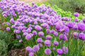 10 Perennial Chives Plant Live for Gardening Outdoors, Well Rooted Plants