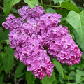 Deep Lilac Bushes Ready to Plant, Dormant Syringa Lilac Tree Live Plant, Springtime Blooms Soft Color in 4" Pot