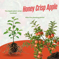 Honey Crisp Apple Tree Live Plant 6-10" Tall