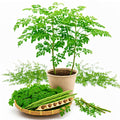 2PPP Live Moringa Plants, Oleifera Malunggay Trees 5-7 Inches Tall