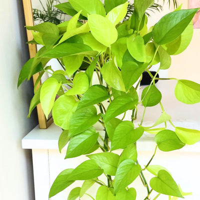 Neon Pothos Live Plant, Live Pothos Plant, Variegated Pothos Plant Live in 4 Inches Pot, Indoor Live House Plant, House Indoor Plant
