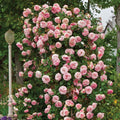Pink Bloom Rose Bushes Shrubs Climbing Climber Live Plant, Pink Rose for Planting, Starter Size, 4 to 10 Inc Tall