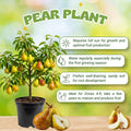 Pear Tree Live Plant, Pear Plant, 10-18 Inc Tall