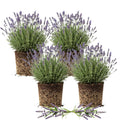 4 Lavender Plants Live Outdoor Indoor, Cold Hardy Fragrant Perennial Herb for Garden and Landscape, 4-8 Inch Tall (Phenomenal Lavender)