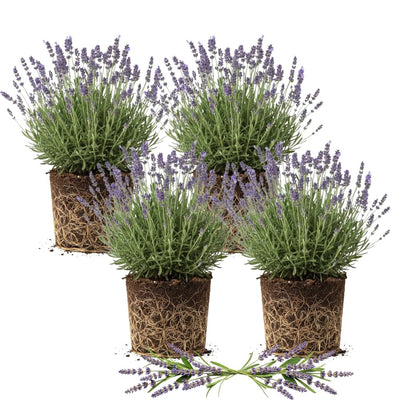 4 Lavender Plants Live Outdoor Indoor, Cold Hardy Fragrant Perennial Herb for Garden and Landscape, 4-8 Inch Tall (Phenomenal Lavender)