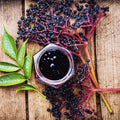 2 Elderberry Plants Live Tree for Planting, Elderberry Bushes Live Plants, 6 to 12 Inches Tall