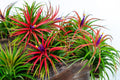 9 Red Tillandsia Air Plants Live House Plant, 9 Plants, Air Plants for Garden, Tillandsia Plants Live, Sucullent Plants Live