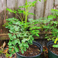 2 Moringa Live Trees Plants, Malunggay Oleifera Moringa Live Tree, 4 Months Old Well Rooted, 6 to 8 Inches in Tall