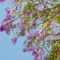 Purple Jacaranda Tree Live Plant, Jacaranda Mimosifolia Tree 7-12 Inch Tall Including Pot, Outdoor Growing
