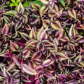 Tradescantia Plant, Silver Wandering Jew Plant Live in 2.5 Inches Pot, Live House Plant