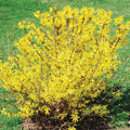 Yellow Forsythia Plants Live for Flowering in 4 Inch Container, Lynwood Gold Forsythia Bush Live Plant, Forsythia Shrub