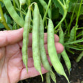 Bean Plant Live 4 Inch Pot, Starter Bean Plant for Garden, Compact Vegetable Plant for Raised Beds, Patio Containers or Outdoor Growing, 3-6 Inches (Black Bean)