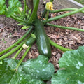 Green Summer Squash Live Plant in 4 Inch Pot, 4-6" Tall Zucchini